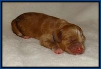Laynie Benz pups Newborn 2112