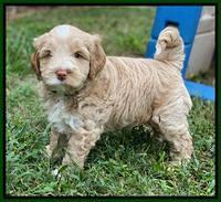 Laynie Benx pups 5 wks old 131
