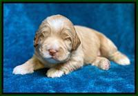 Laynie Benz pups 2 wks old 41