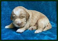 Laynie Benz pups 2 wks old 51