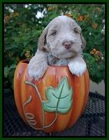 Laynie Benz pups 4 wks old 71