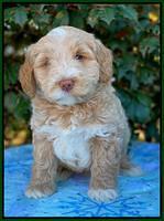 Laynie Benz pups 6 wks old 81