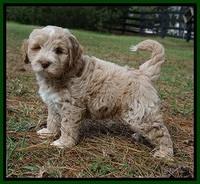 Laynie Benz pups 7 wks old 171