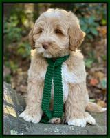 Laynie Benz pups 8 wks old 1092