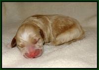 Laynie Benz pups Newborn 5112