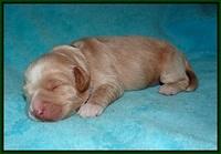 Laynie and Benz pups 1 wk old 91