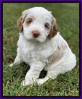 Laynie Benx pups 5 wks old 151