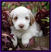Laynie Benx pups 5 wks old 171