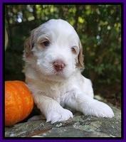 Laynie Benz pups 3 wks old 131