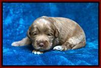 Laynie Benz pups 2 wks old 161