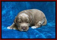Laynie Benz pups 2 wks old 171