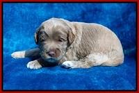 Laynie Benz pups 2 wks old 181