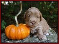 Laynie Benz pups 3 wks old 151
