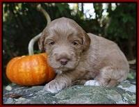 Laynie Benz pups 3 wks old 161