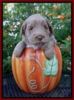 Laynie Benz pups 4 wks old 101