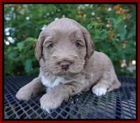 Laynie Benz pups 4 wks old 141
