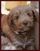 Laynie Benz pups 7 wks old 311