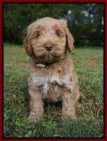 Laynie Benz pups 7 wks old 321