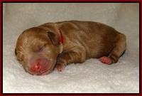 Laynie Benz pups Newborn 10112