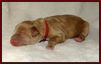 Laynie Benz pups Newborn 9112