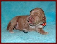 Laynie and Benz pups 1 wk old 111