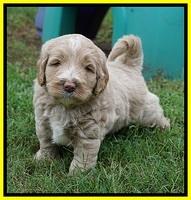 Laynie Benx pups 5 wks old 231