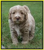 Laynie Benx pups 5 wks old 241