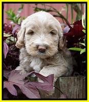 Laynie Benx pups 5 wks old 251