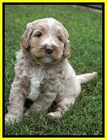 Laynie Benx pups 5 wks old 261