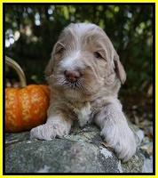 Laynie Benz pups 3 wks old 181