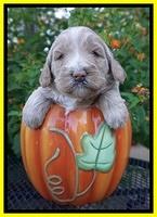 Laynie Benz pups 4 wks old 171