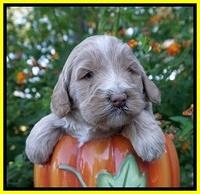 Laynie Benz pups 4 wks old 181