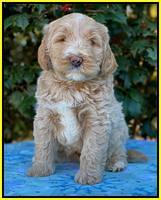 Laynie Benz pups 6 wks old 211