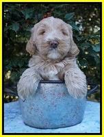 Laynie Benz pups 6 wks old 221