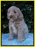 Laynie Benz pups 6 wks old 241
