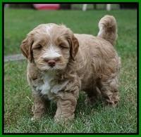 Laynie Benx pups 5 wks old 291
