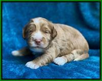 Laynie Benz pups 2 wks old 191