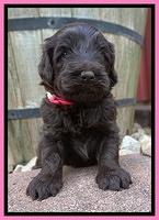 Liza Camo pups 4 wks old 21