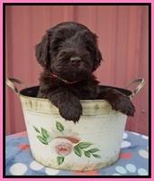 Liza Camo pups 5 wks old 31
