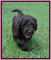 Liza Camo pups 7 wks old 31