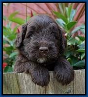Liza Camo pups 4 wks old 61
