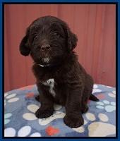 Liza Camo pups 5 wks old 41