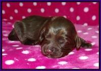 Liza Camo pups 1 wk olf 41