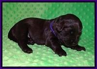 Liza Camo pups 2 wks old 71