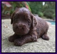 Liza Camo pups 3 wks old 91