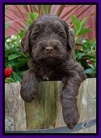 Liza Camo pups 4 wks old 81