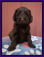 Liza Camo pups 5 wks old 101