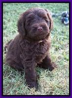 Liza Camo pups 6 wks old 101
