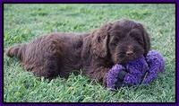 Liza Camo pups 6 wks old 111