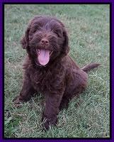 Liza Camo pups 7 wks old 91